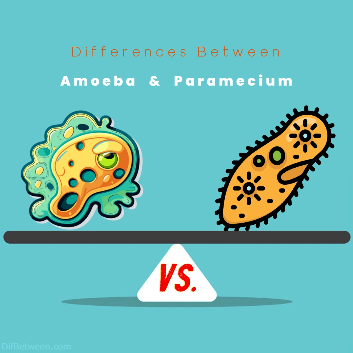 Difference Between Amoeba and Paramecium