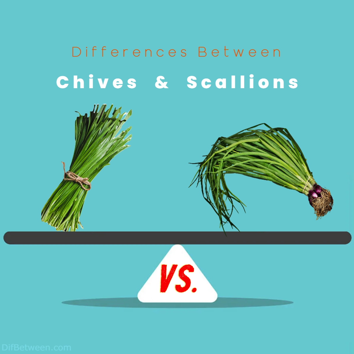 Difference Between Chives and Scallions