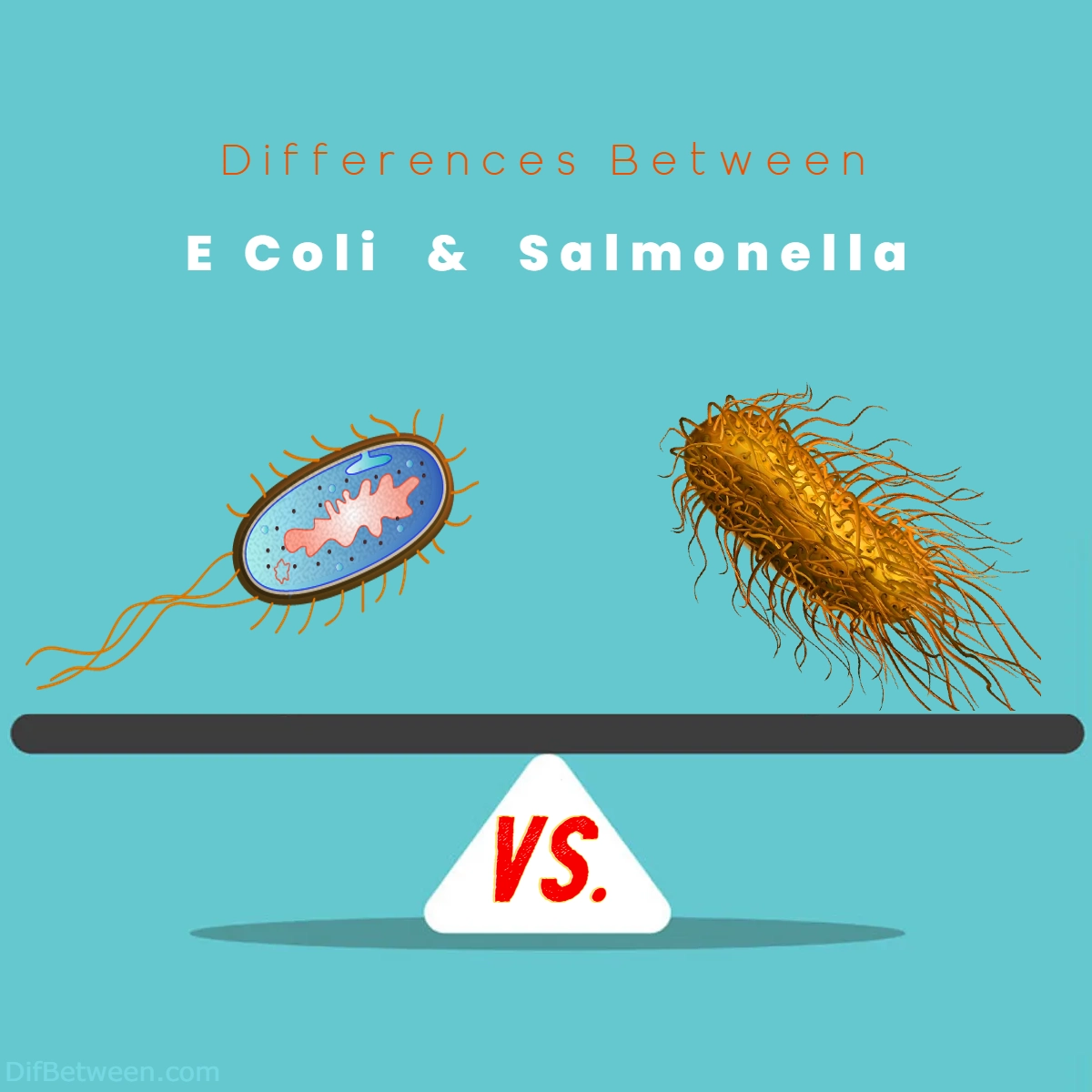 Difference Between E Coli and Salmonella