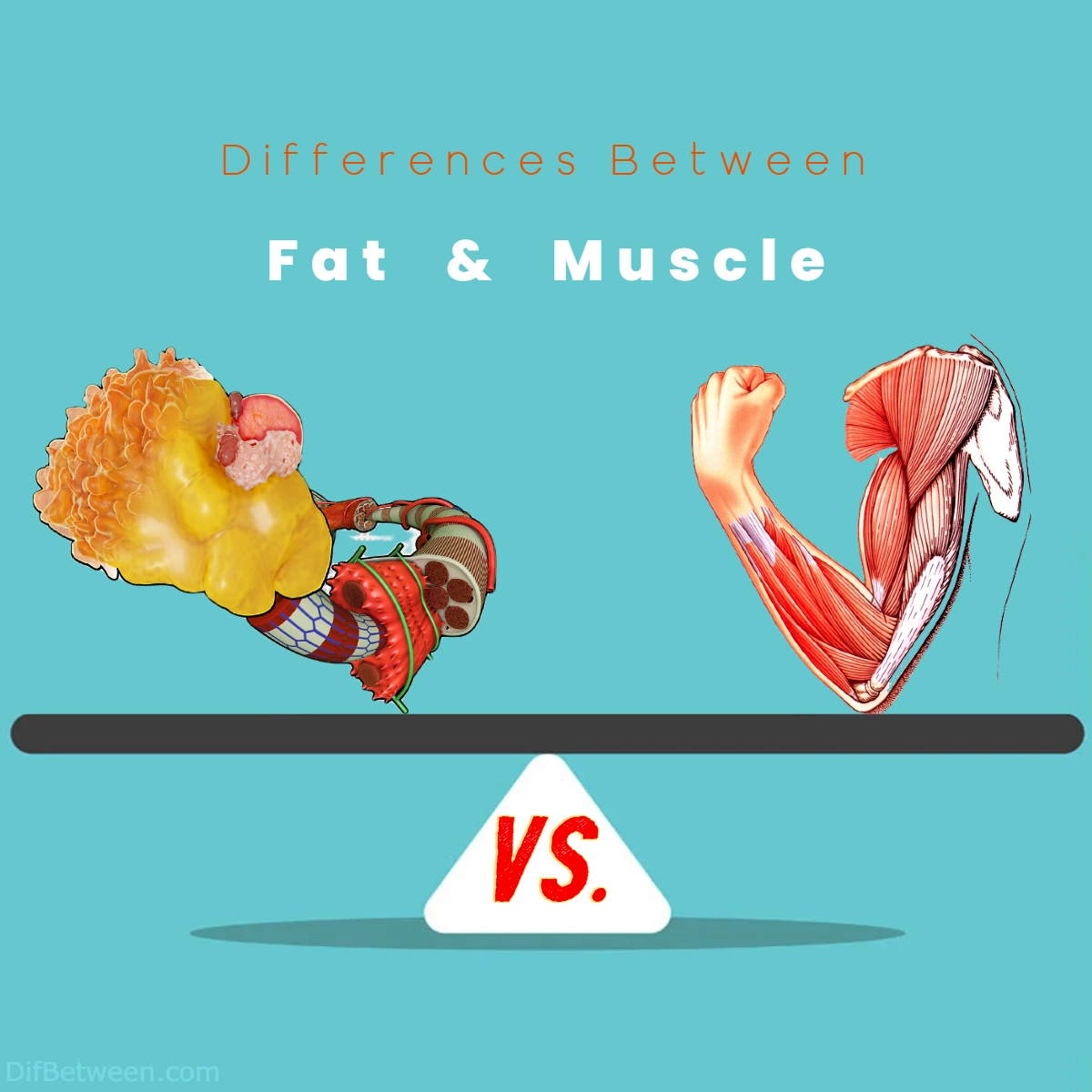 Difference Between Fat and Muscle