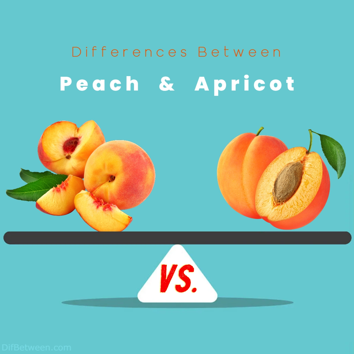 Difference Between Peach and Apricot