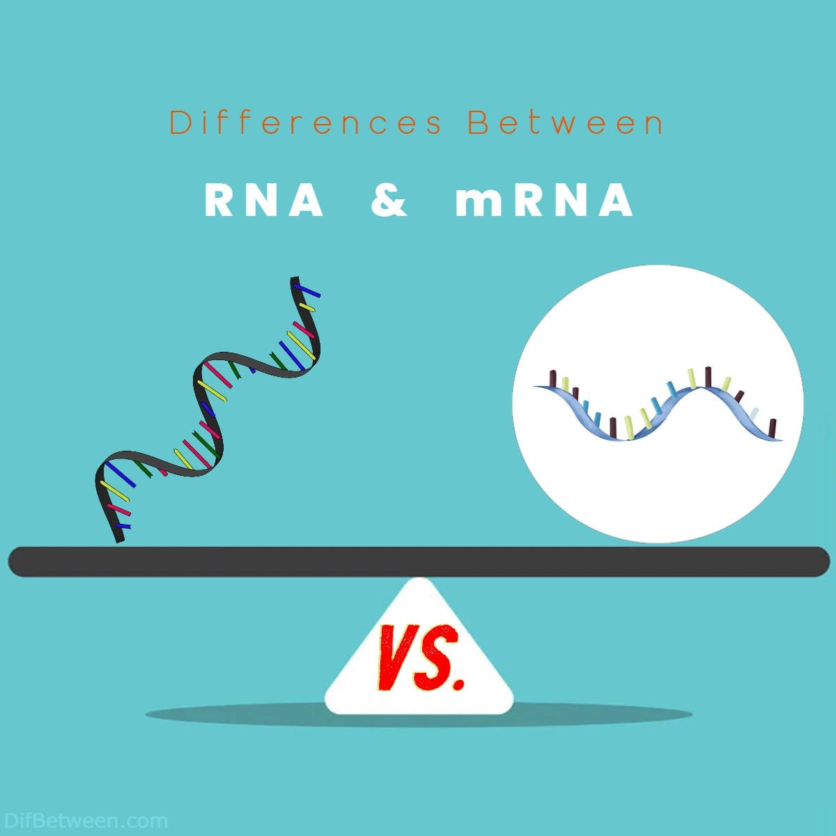 Difference Between RNA and mRNA