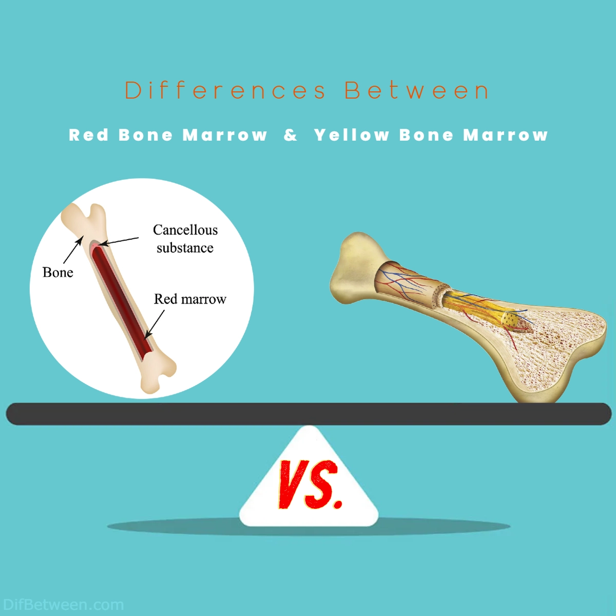 Difference Between Red and Yellow Bone Marrow
