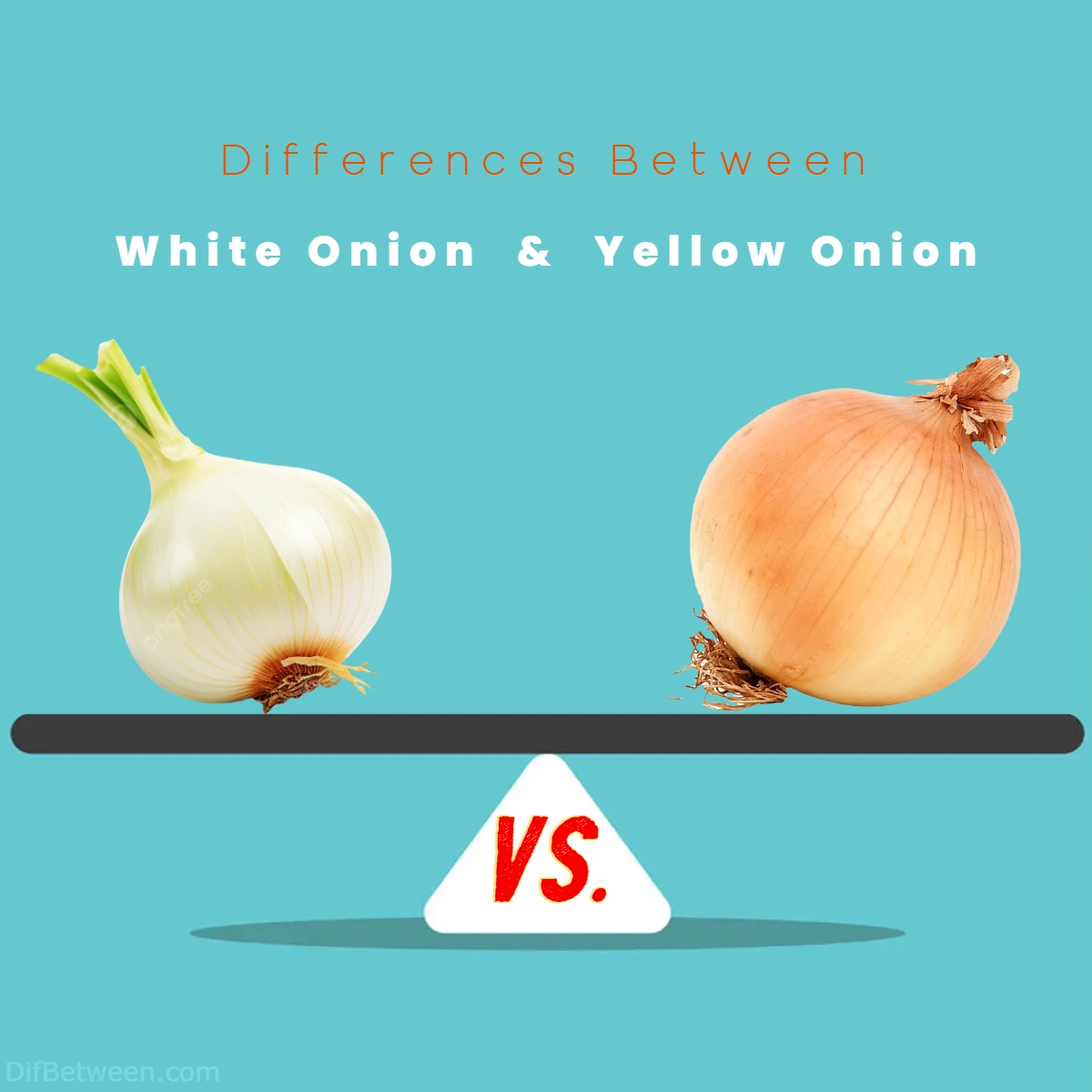 Difference Between White Onion and Yellow Onion