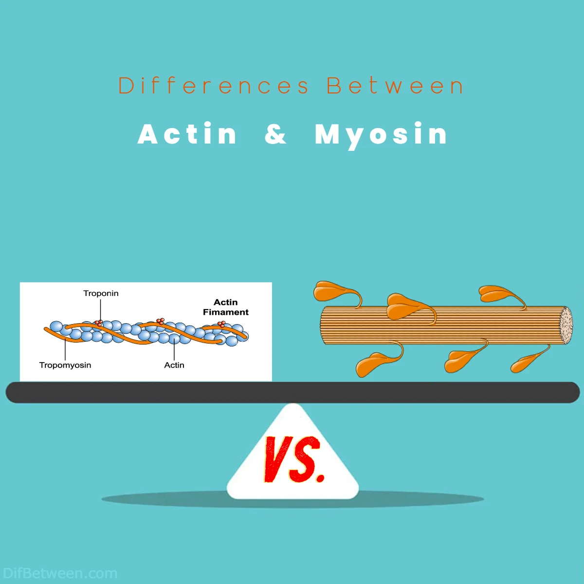 Differences Between Actin vs Myosin