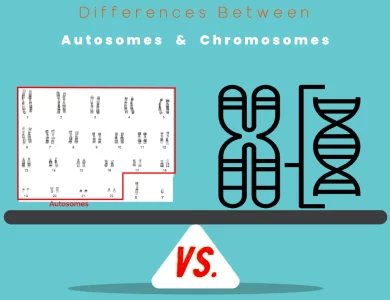 Differences Between Autosomes vs Chromosomes