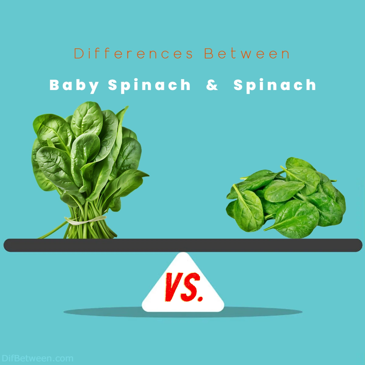 Differences Between Baby Spinach and Spinach