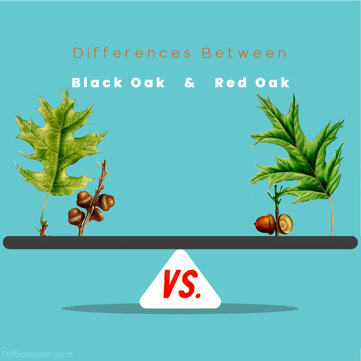 Differences Between Black Oak vs Red Oak