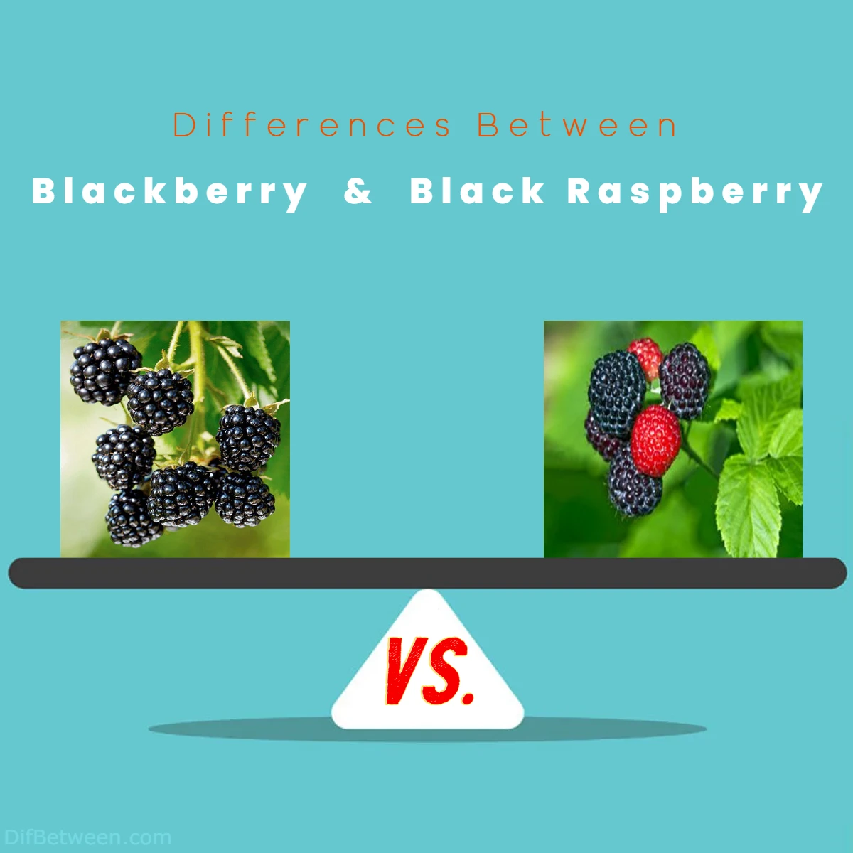 Differences Between Blackberry vs Black Raspberry