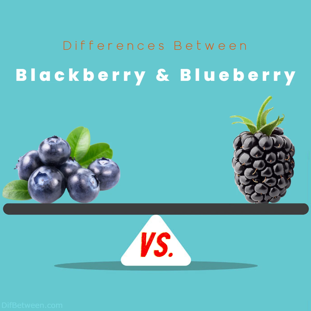 Differences Between Blueberry and Blackberry