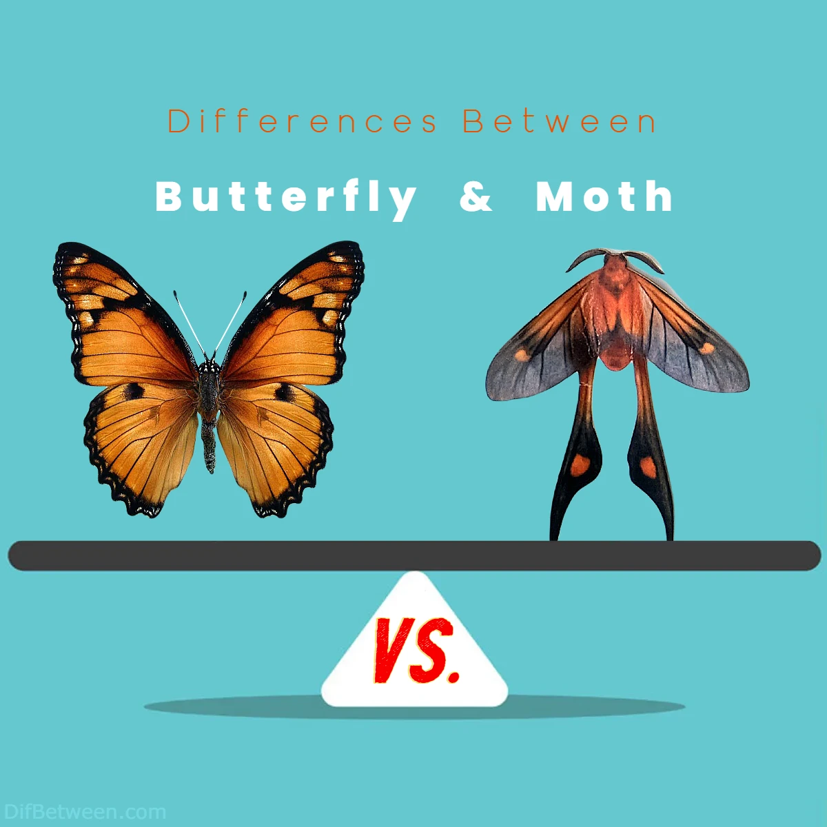 Differences Between Butterfly vs Moth