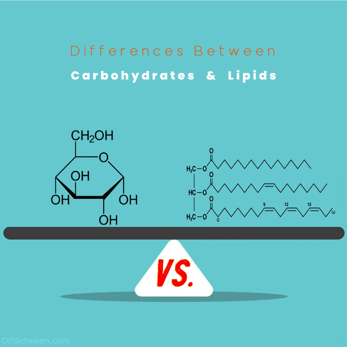 Differences Between Carbohydrates vs Lipids