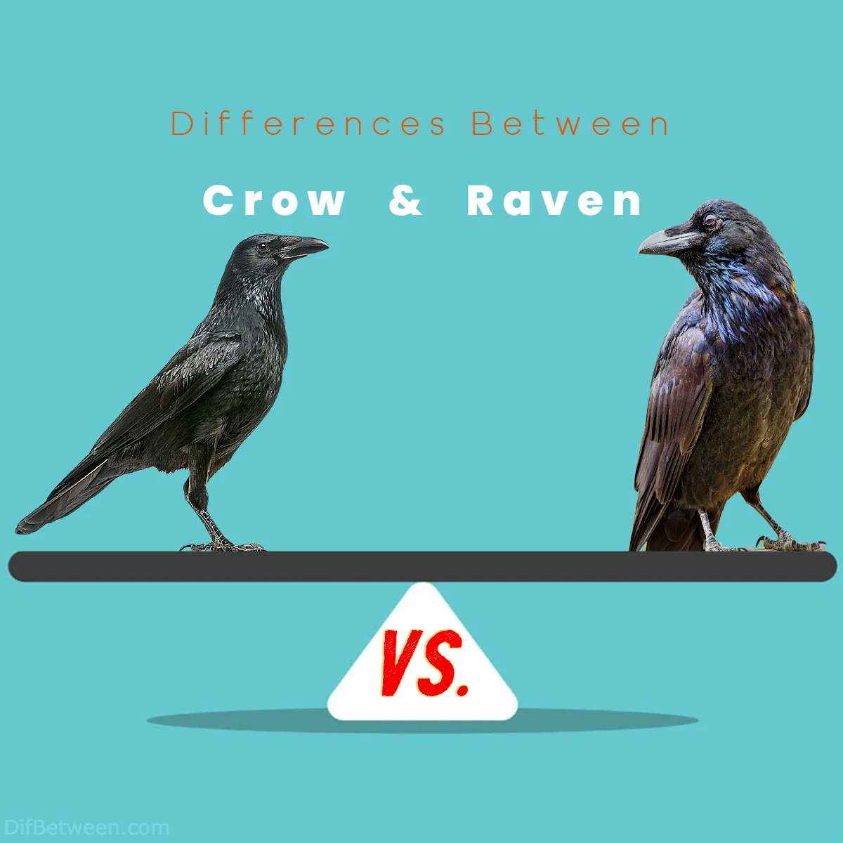 Differences Between Crow vs Raven