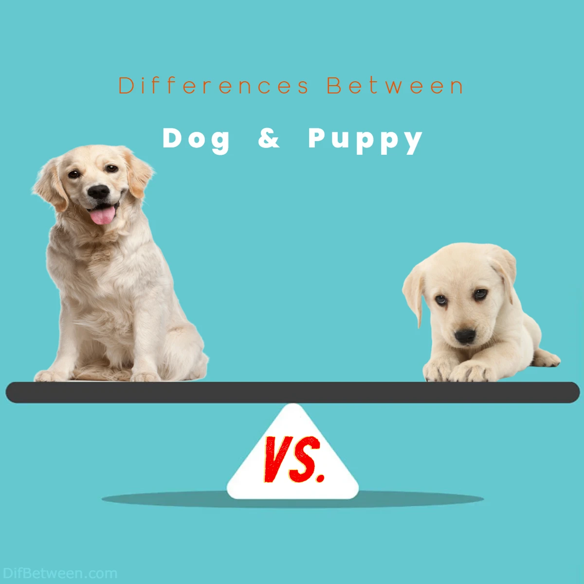 Differences Between Dog vs Puppy