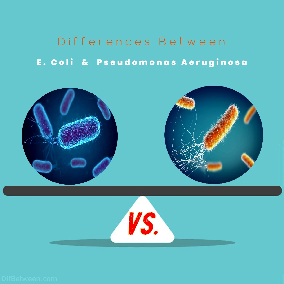 Differences Between E Coli vs Pseudomonas Aeruginosa