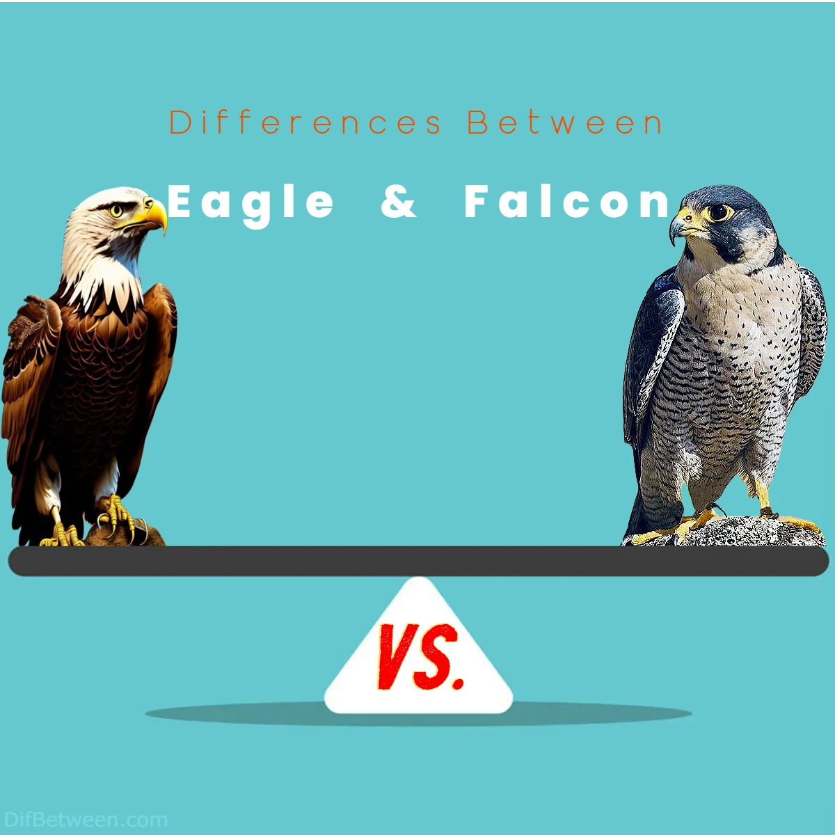 Differences Between Eagle vs Falcon