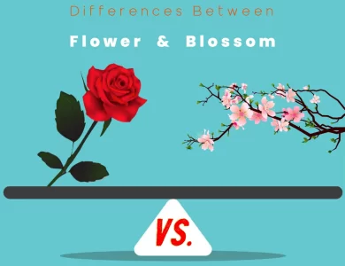 Differences Between Flower vs Blossom