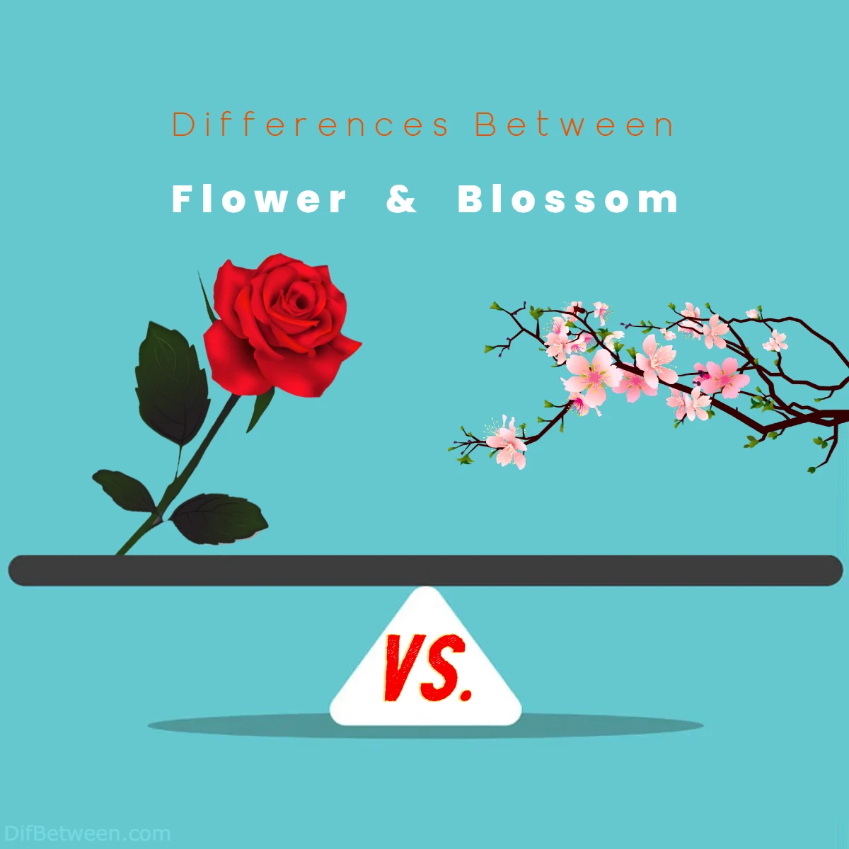 Differences Between Flower vs Blossom