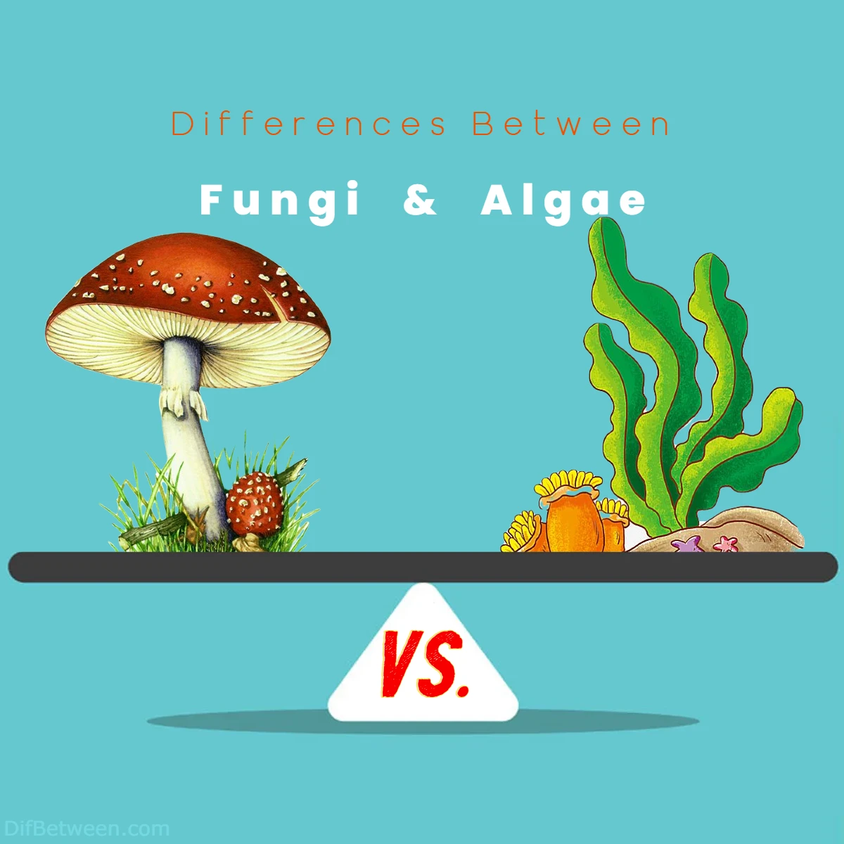 Differences Between Fungi vs Algae