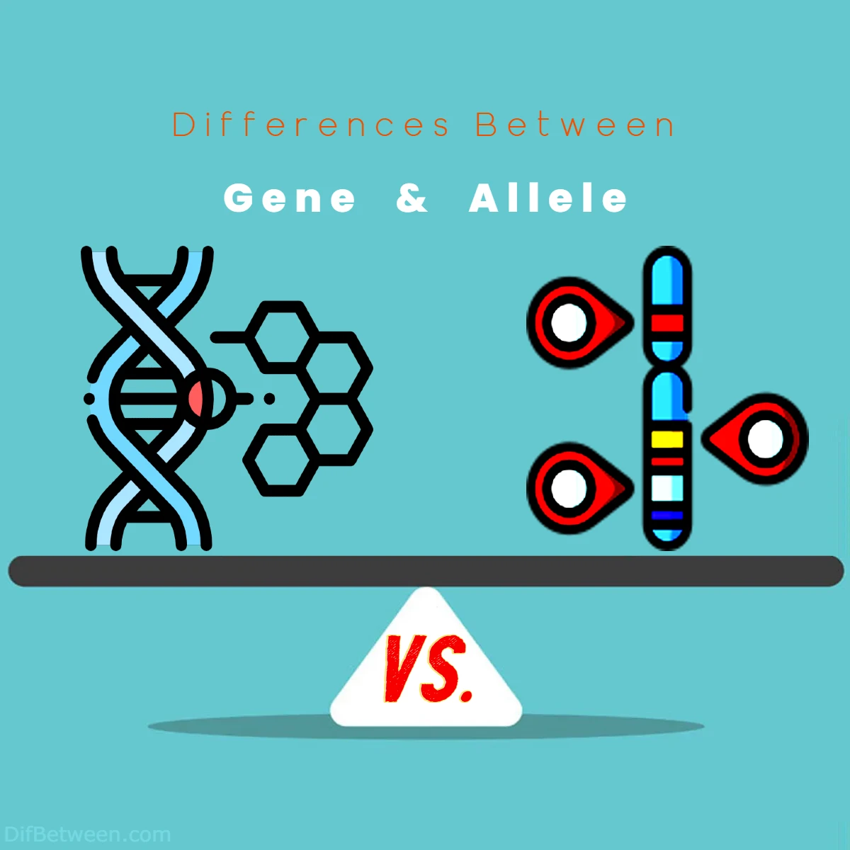 Differences Between Gene vs Allele