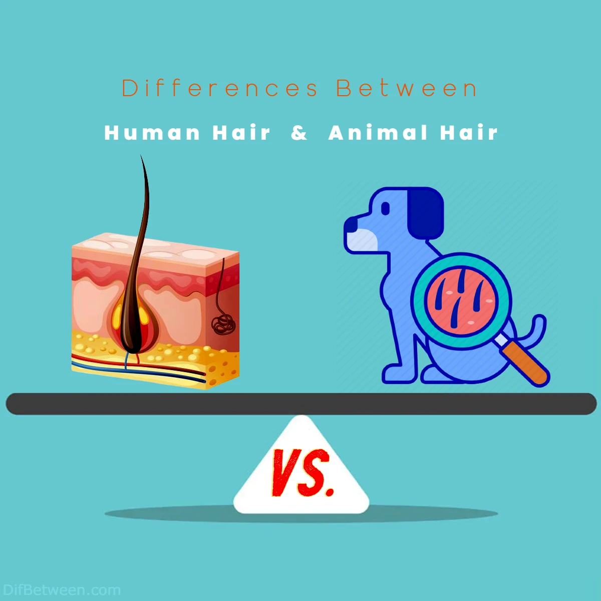 Differences Between Human vs Animal Hair