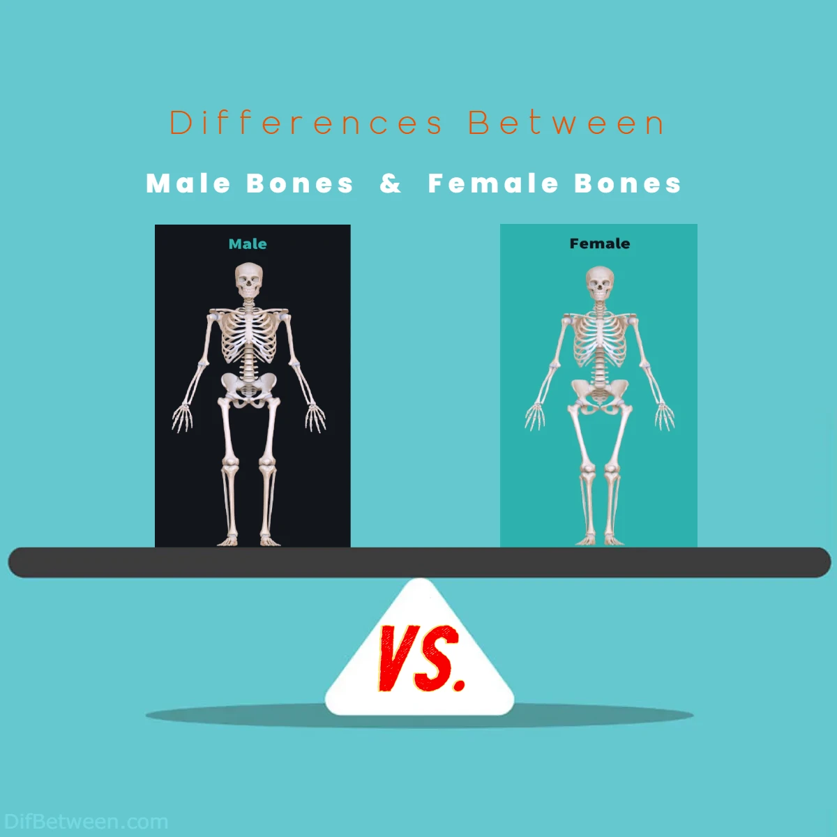 Differences Between Male vs Female Bones