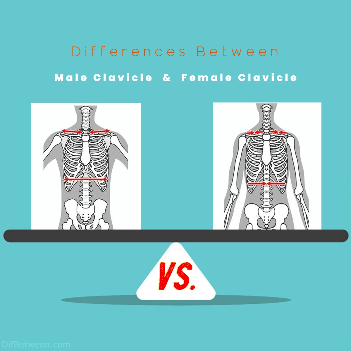 Male vs Female Clavicle Differences