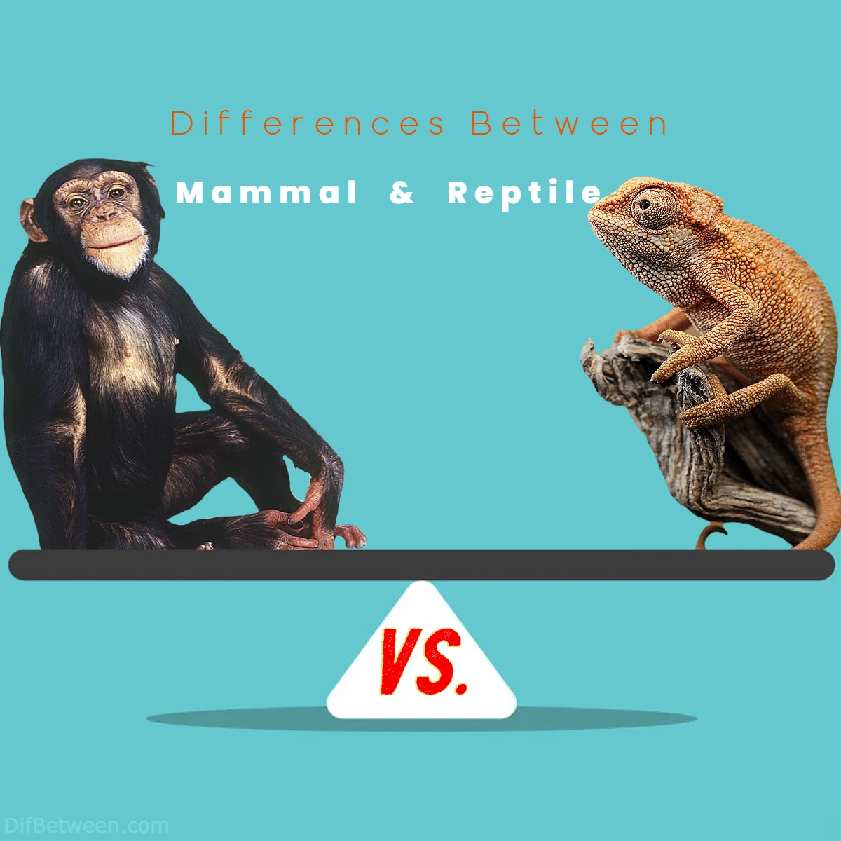Differences Between Mammal vs Reptile