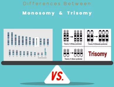 Differences Between Monosomy vs Trisomy