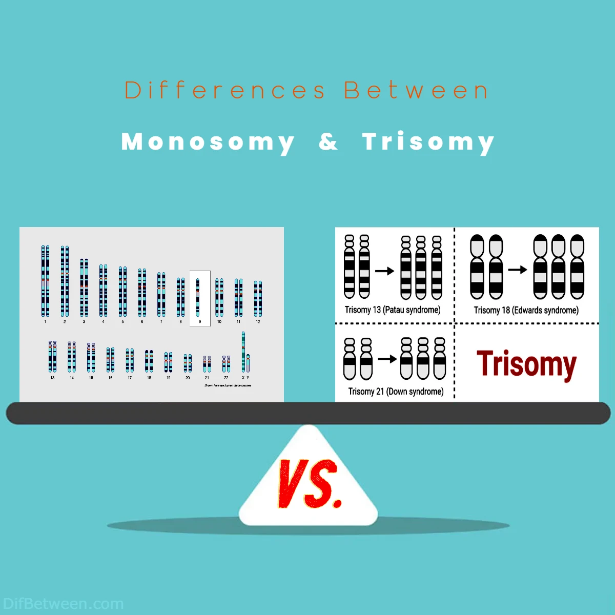 Differences Between Monosomy vs Trisomy