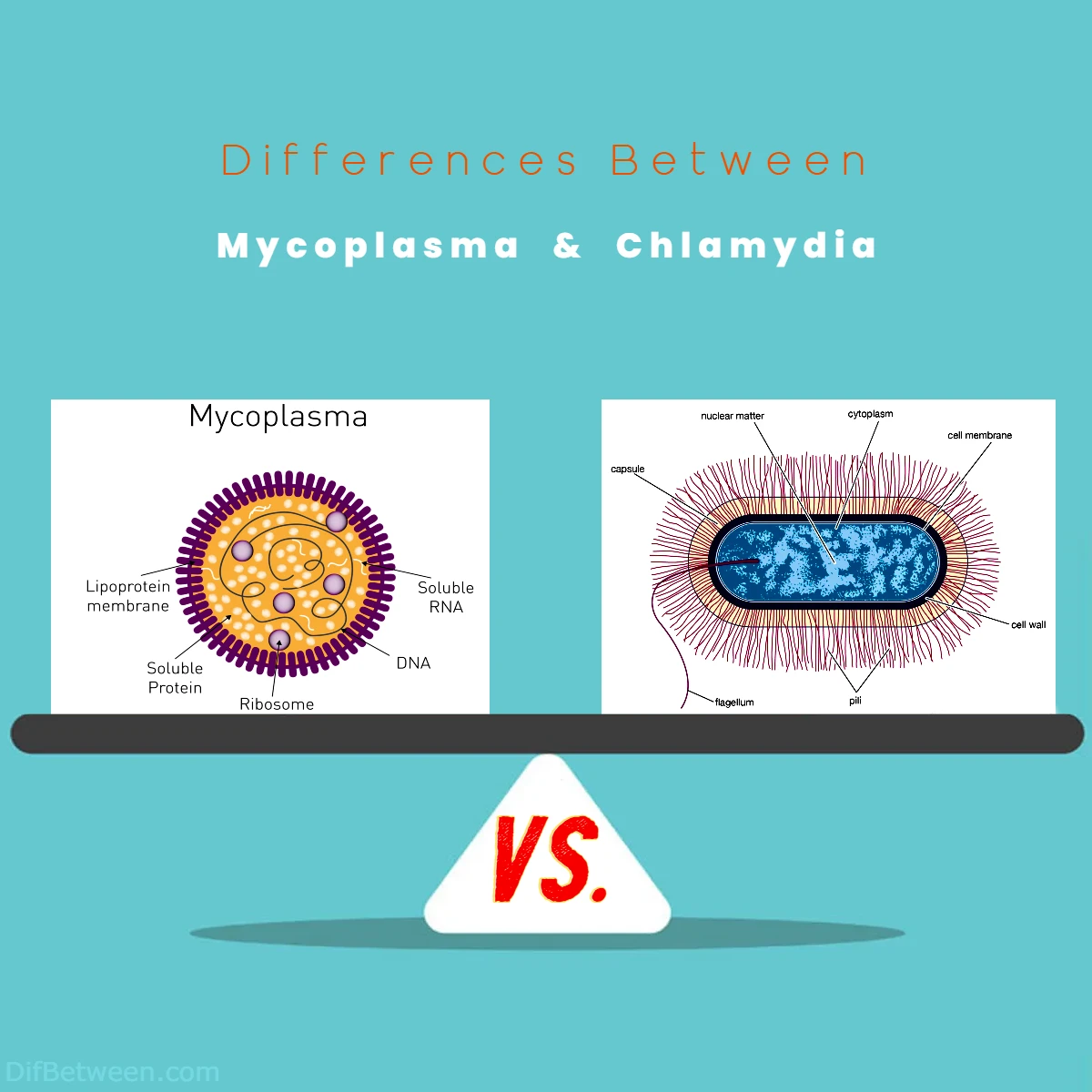Differences Between Mycoplasma vs Chlamydia