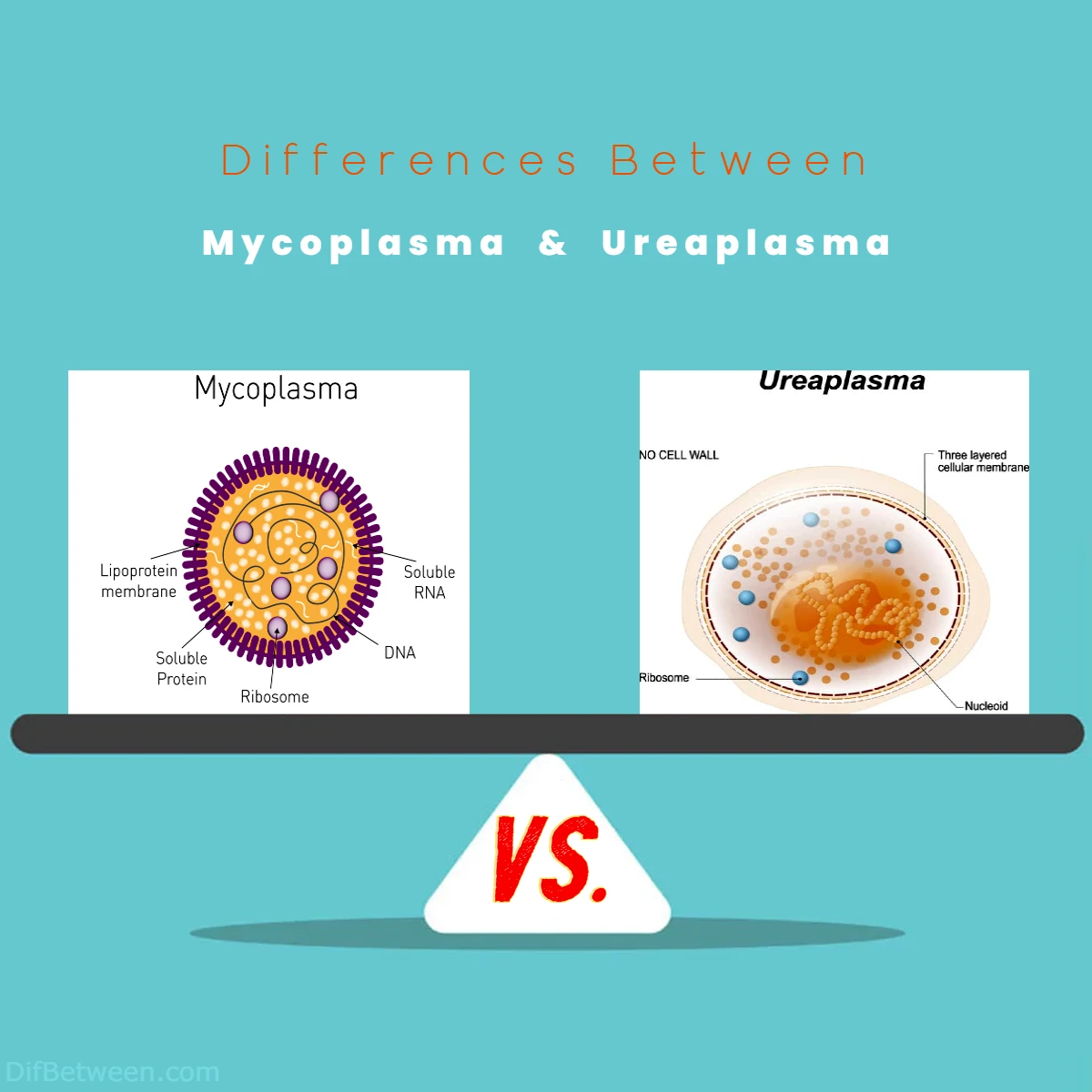 Differences Between Mycoplasma vs Ureaplasma