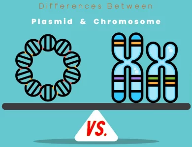 Differences Between Plasmid vs Chromosome