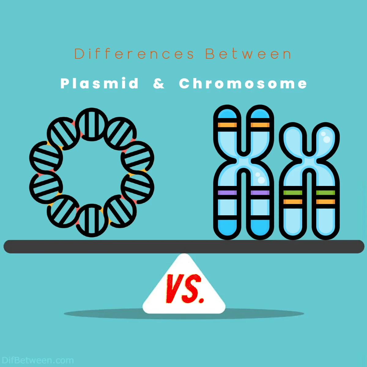 Differences Between Plasmid vs Chromosome