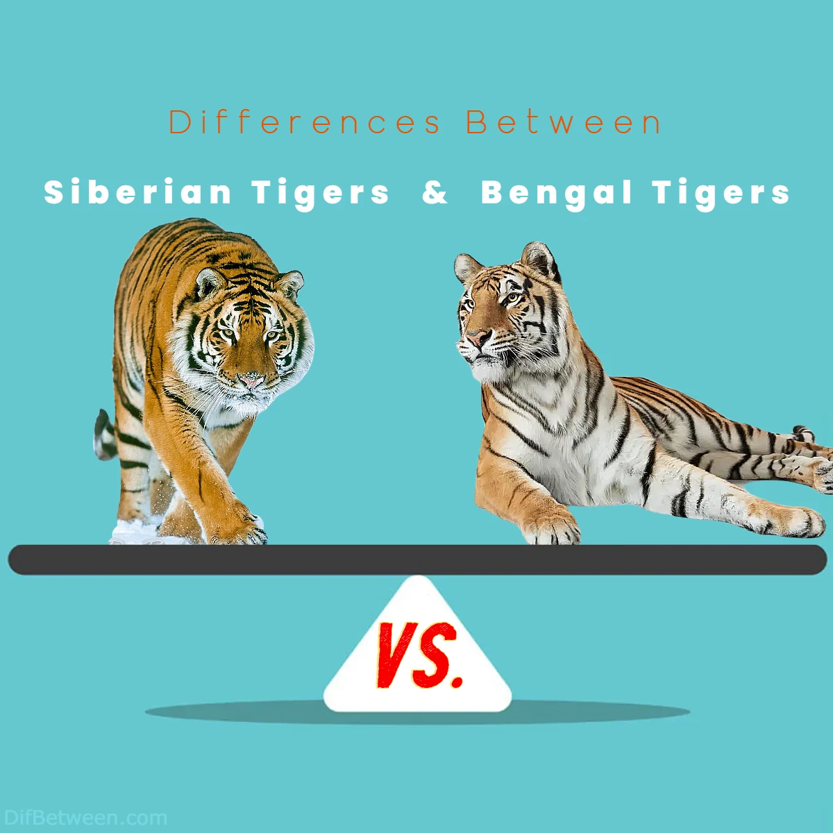 Differences Between Siberian Tigers vs Bengal Tigers