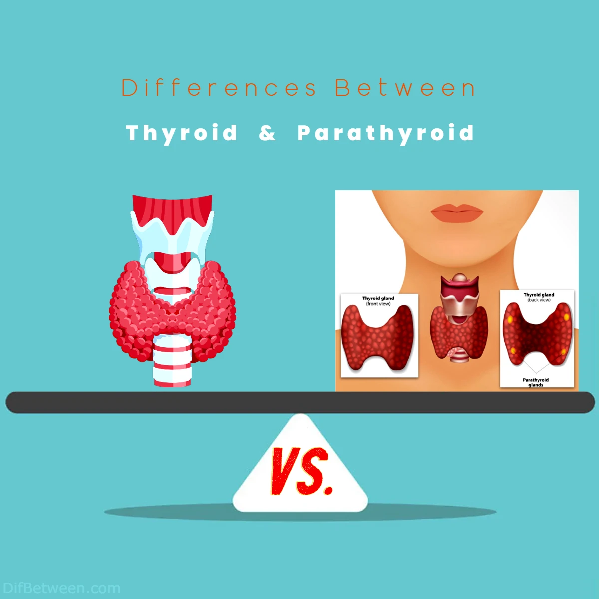 Differences Between Thyroid vs Parathyroid