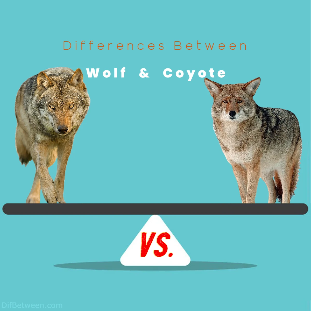 Wolf vs Coyote Differences: Unveiling Nature's Canine Contrasts