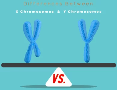 Differences Between X vs Y Chromosomes