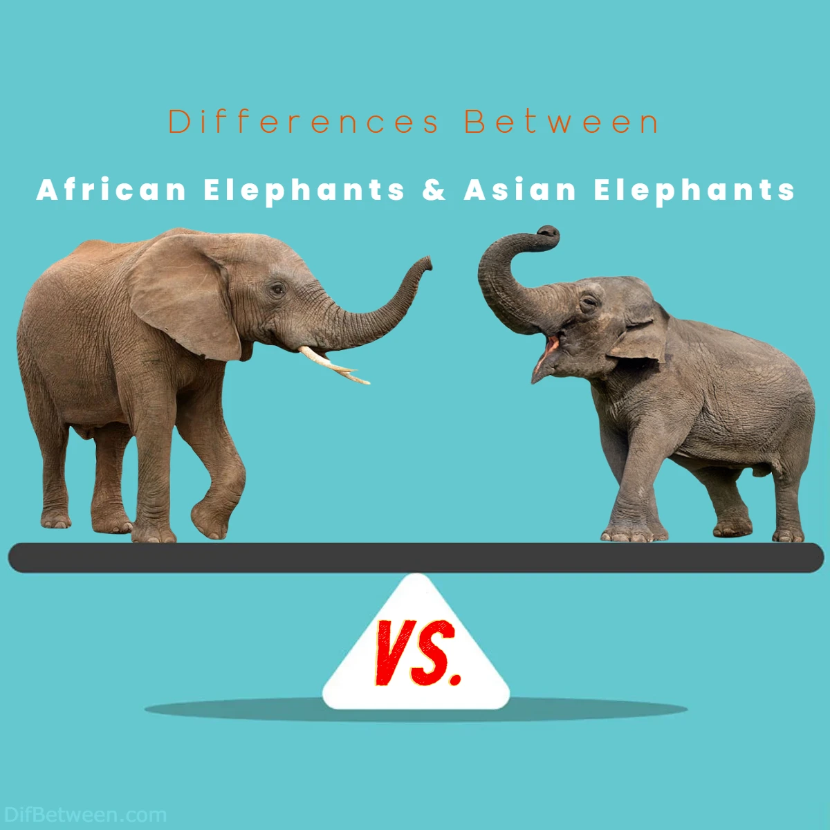Differences Between African Elephants vs Asian Elephants