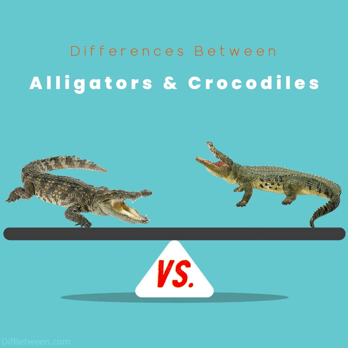 Differences Between Alligators vs Crocodiles
