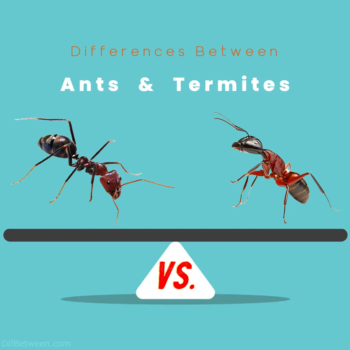 Differences Between Ants vs Termites