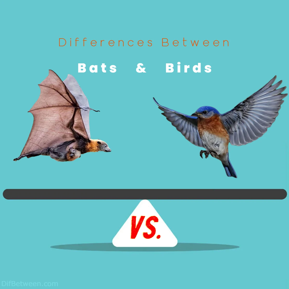 Differences Between Bats vs Birds