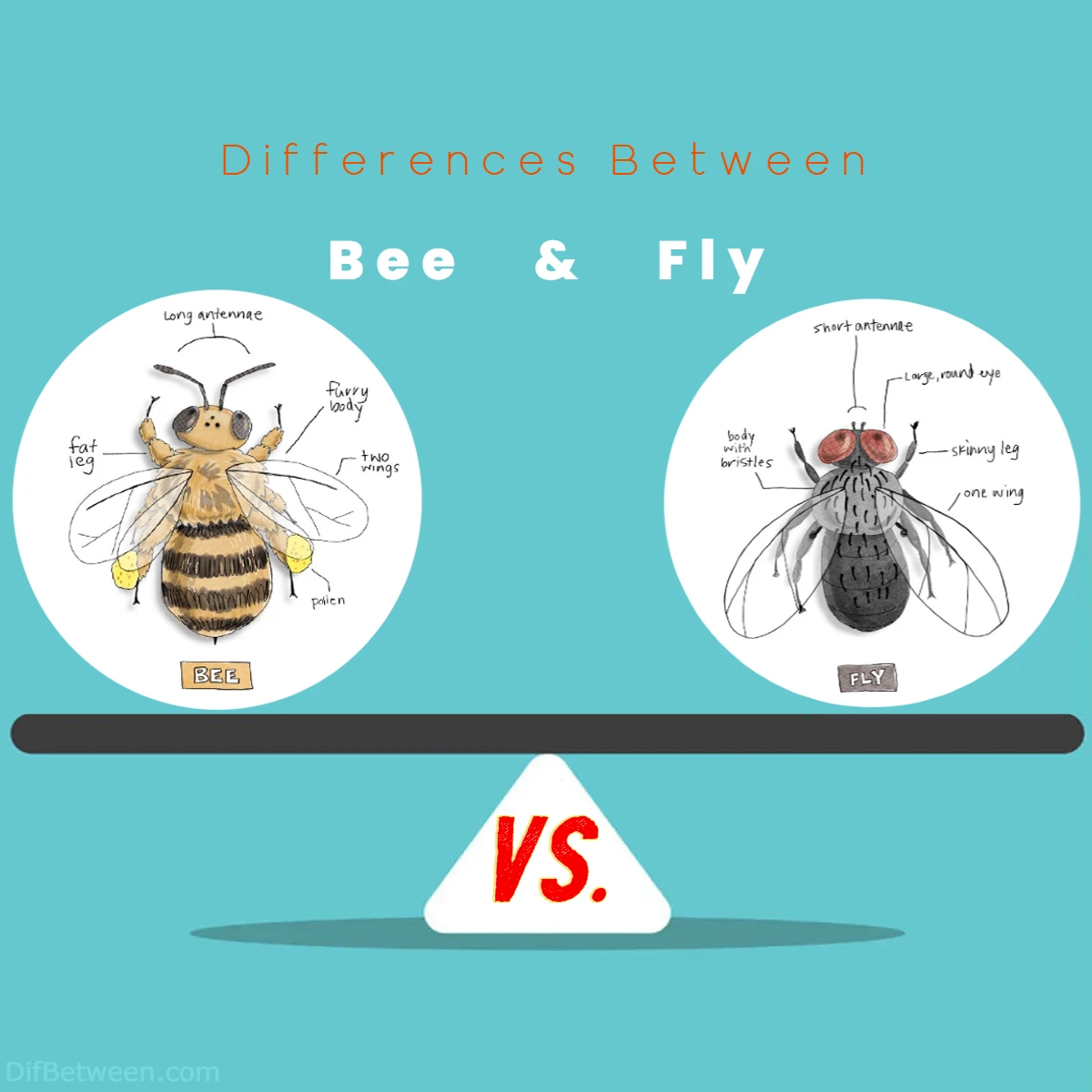 Differences Between Bee vs Fly