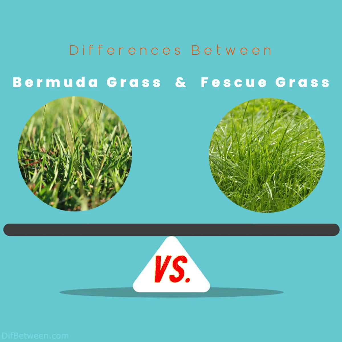 Differences Between Bermuda Grass vs Fescue Grass