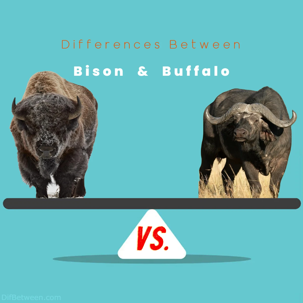 Differences Between Bison vs Buffalo