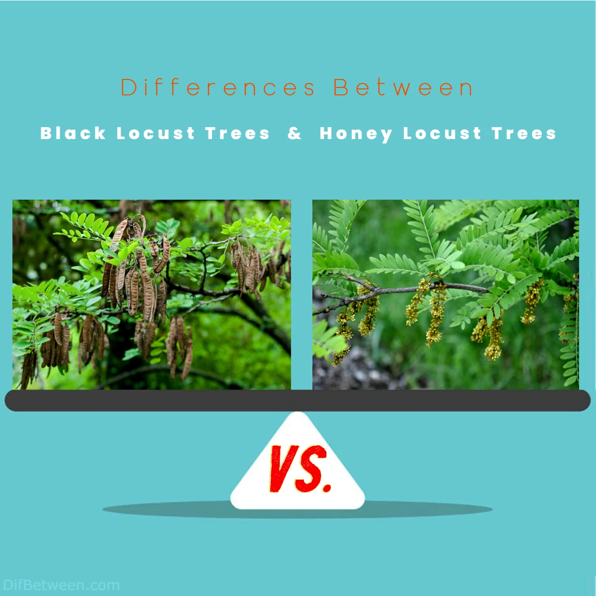 Differences Between Black vs Honey Locust Trees