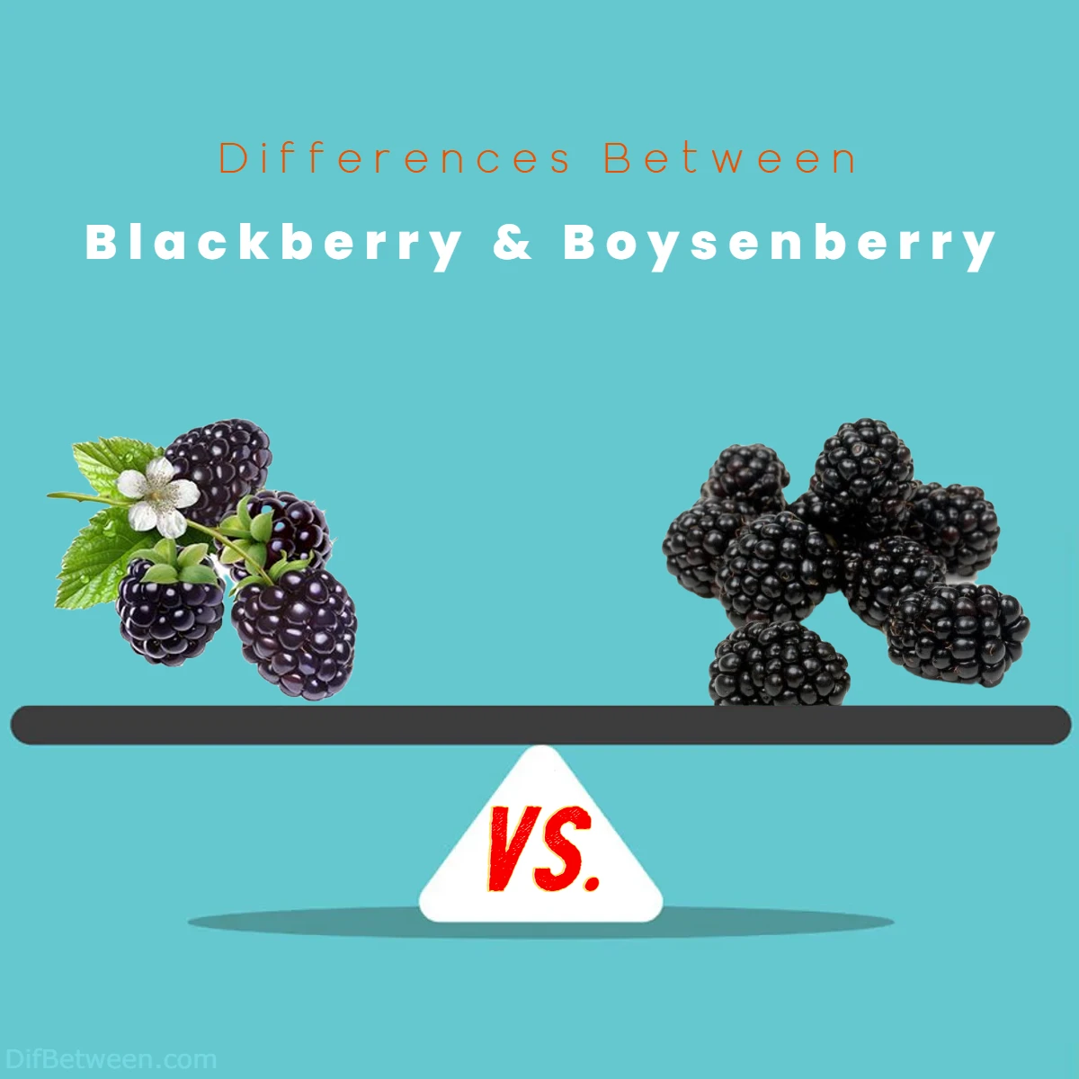 Differences Between Blackberry vs Boysenberry