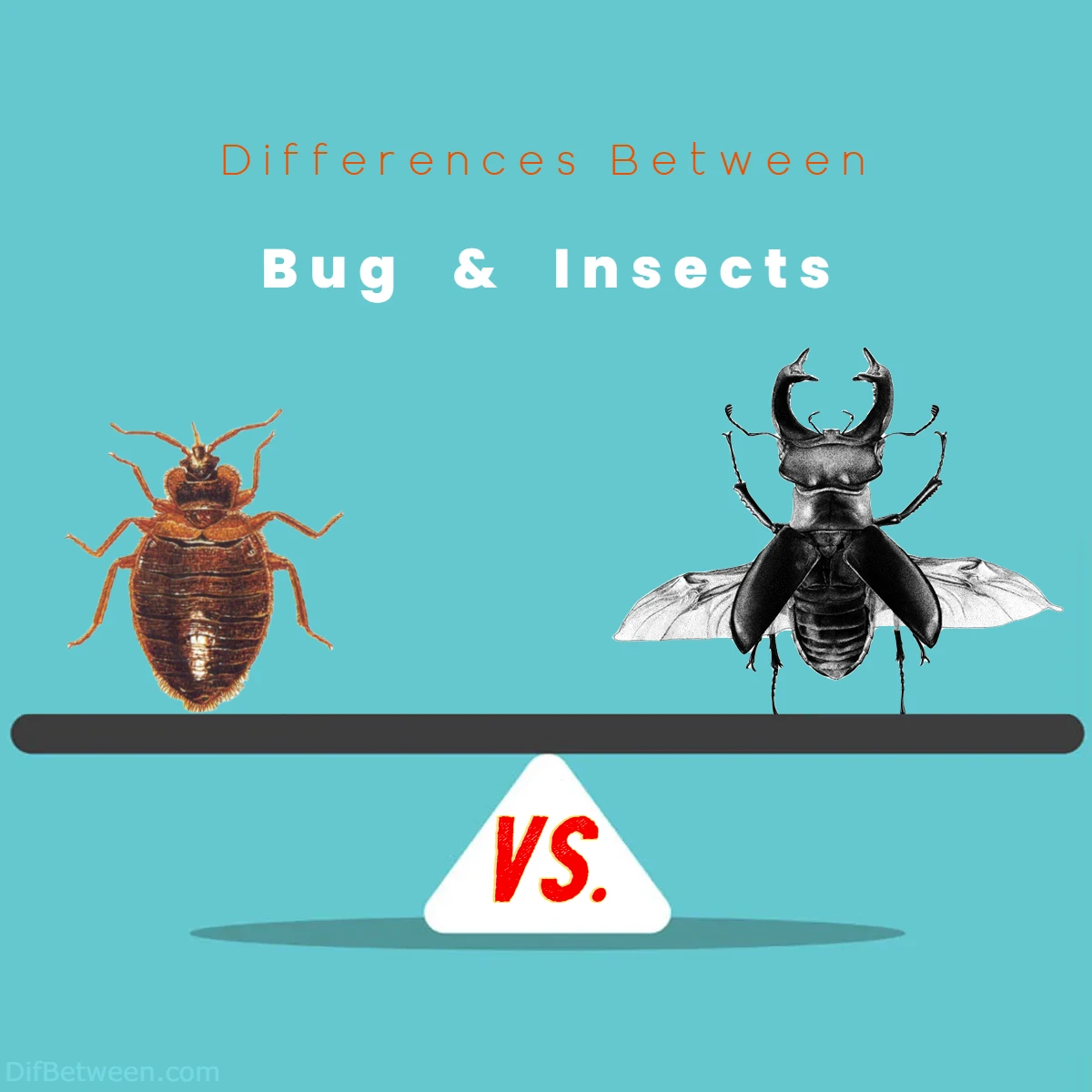 Differences Between Bug vs Insects