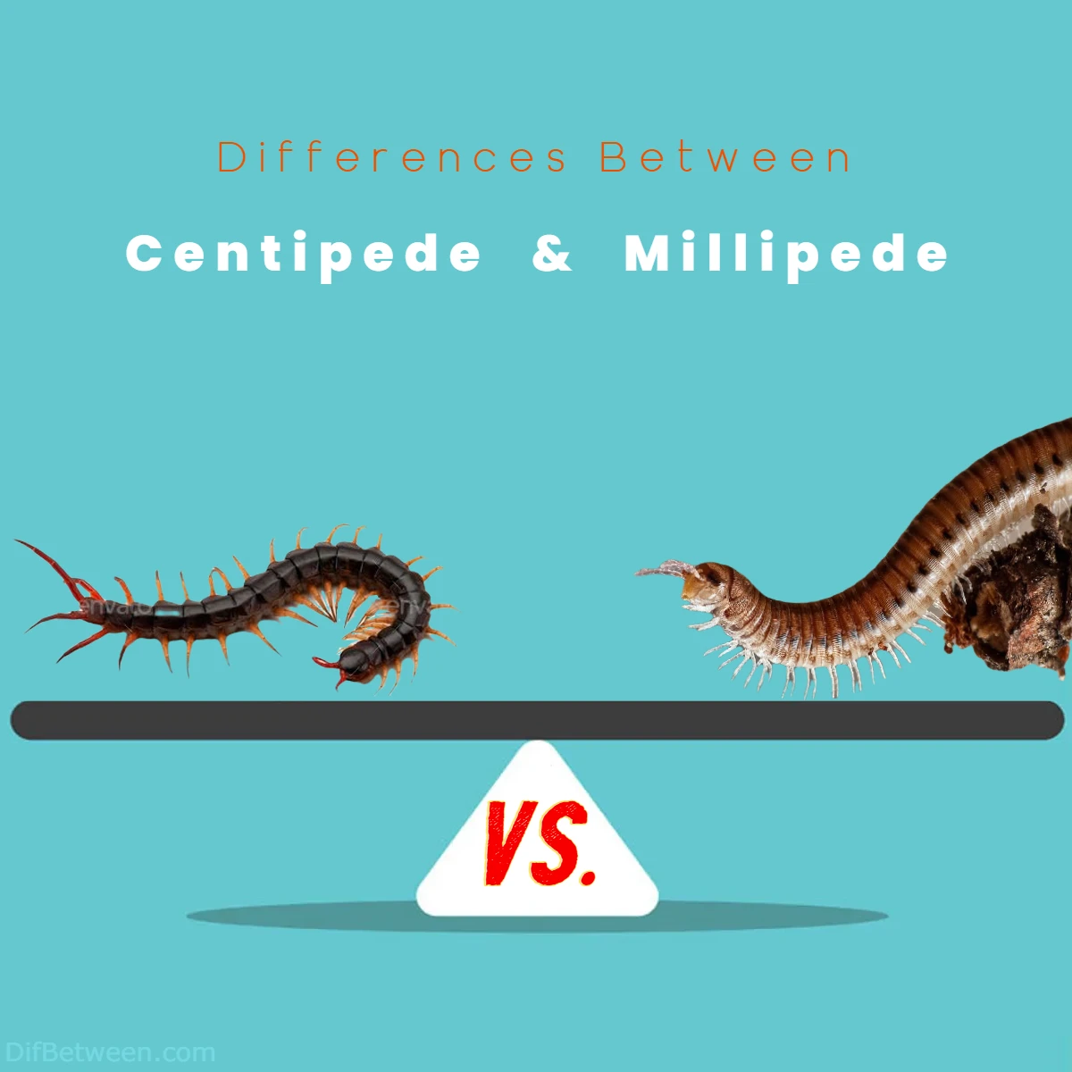 Differences Between Centipede vs Millipede
