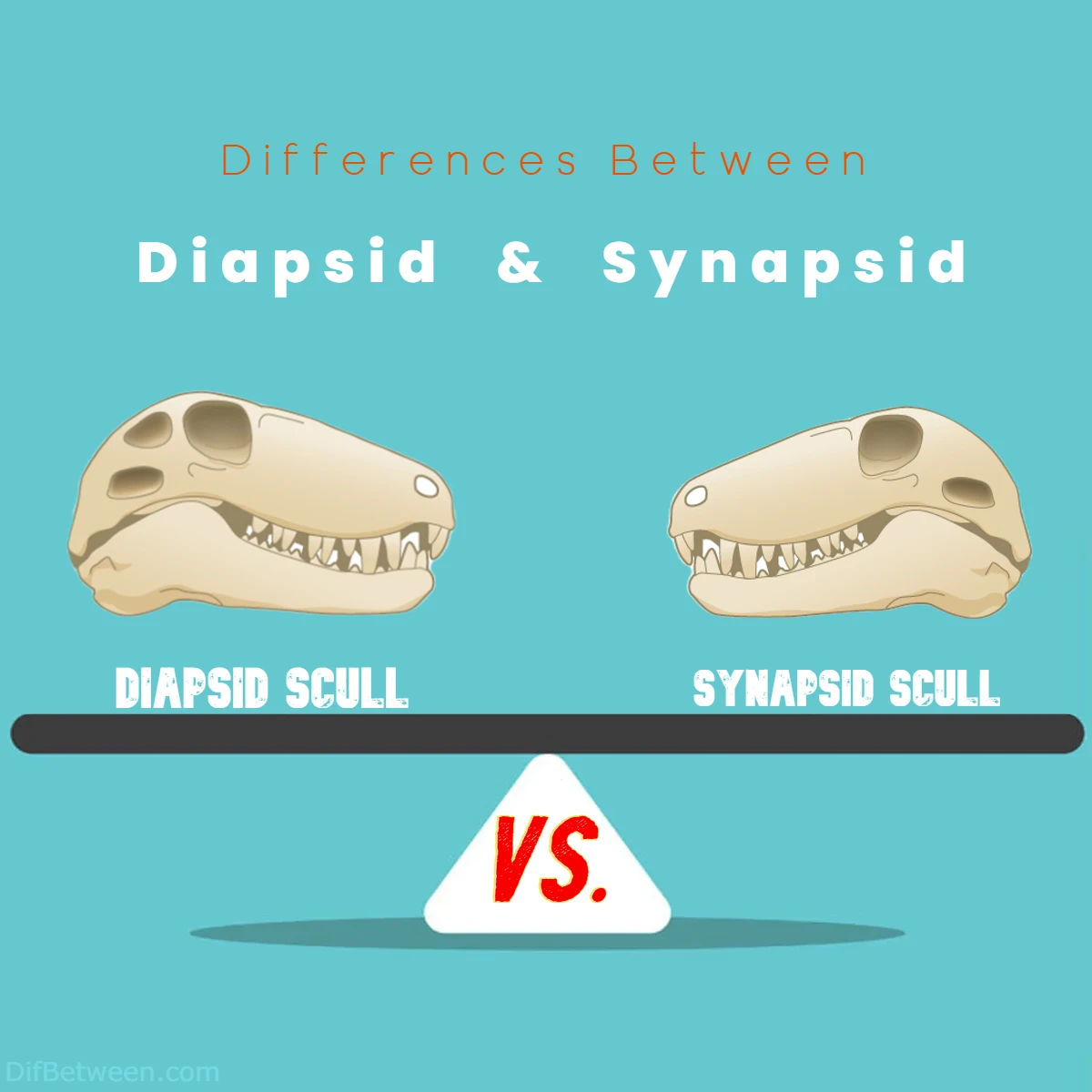 Differences Between Diapsid vs Synapsid